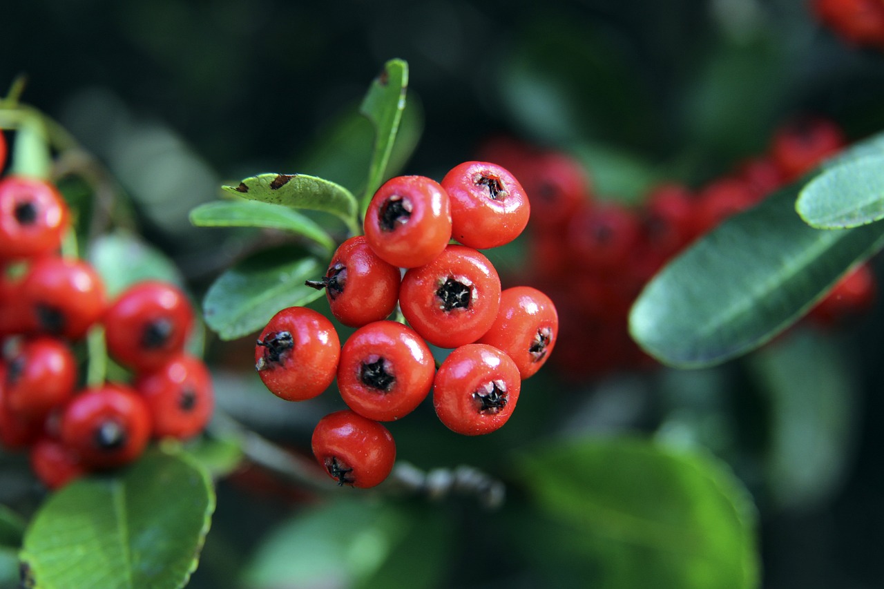 埃及球星已 埃及球星已