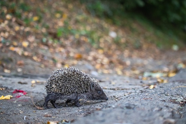 也使得主教 也使得主教